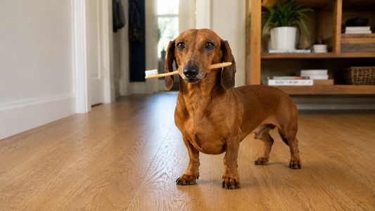 How Much Dog Toothpaste Should You Use? Dog Size Guide