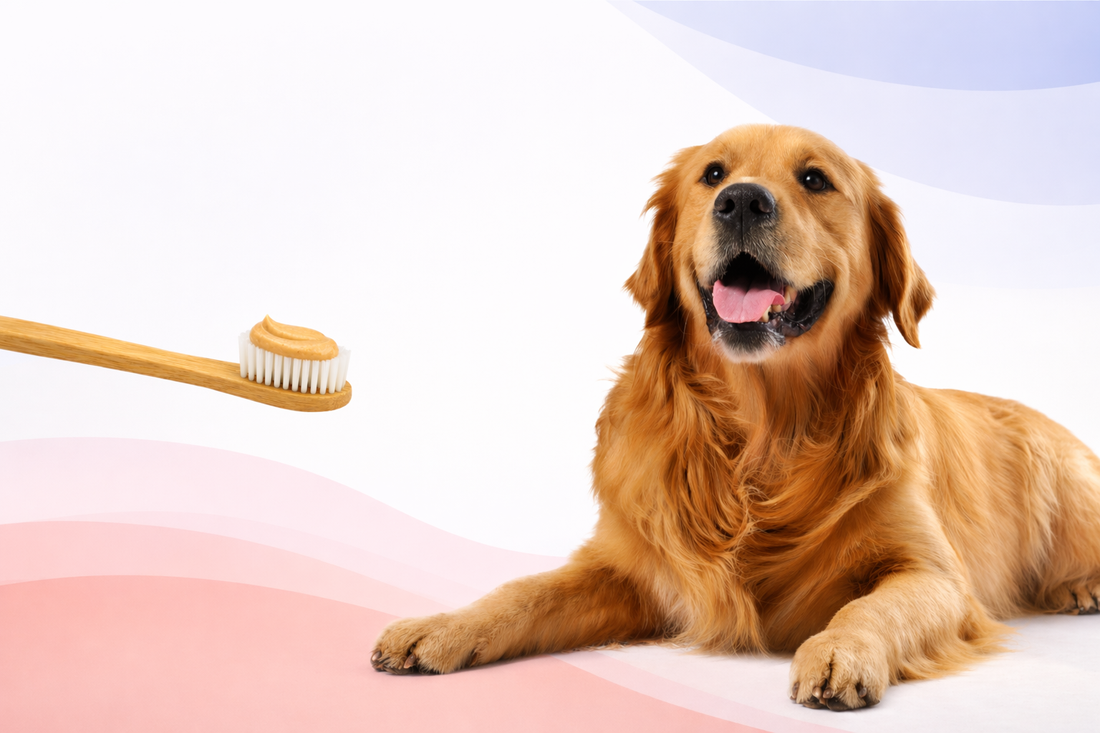 Does Enzymatic Toothpaste for Dogs Work? What It Actually Does to Plaque