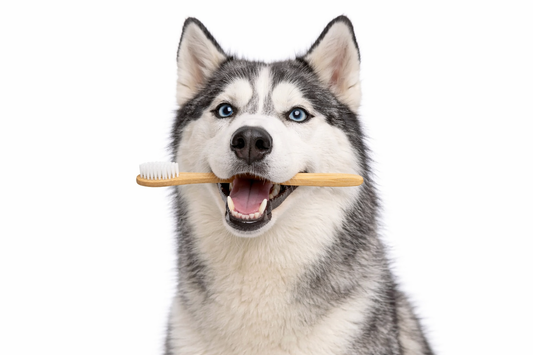 Why Brushing Your Dog’s Teeth Isn’t Working (And How to Fix It)