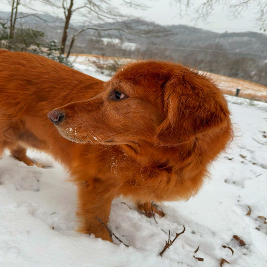 "Thumper the golden retriever, the face of Pupspaste, sitting in the snow with a playful expression
