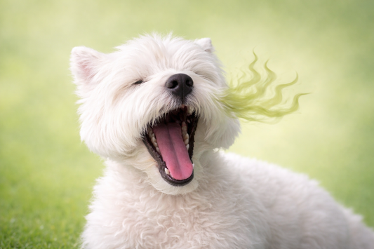 Why Does My Dog’s Breath Smell Like Fish? Causes and How to Fix It