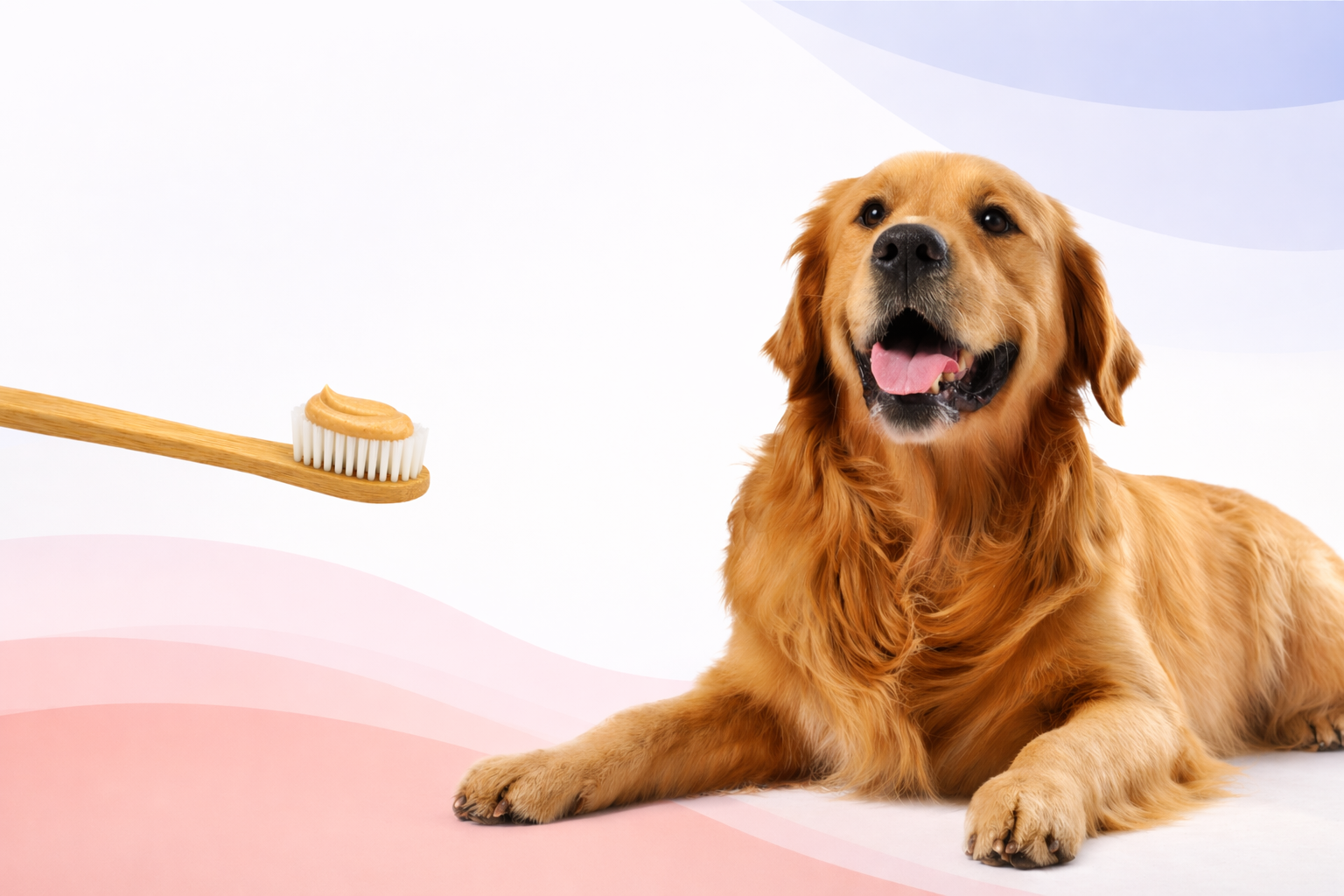 Happy golden retriever lying down with tongue out on a soft pastel background, looking toward a small wooden toothbrush with a dab of peanut butter toothpaste on the bristles.