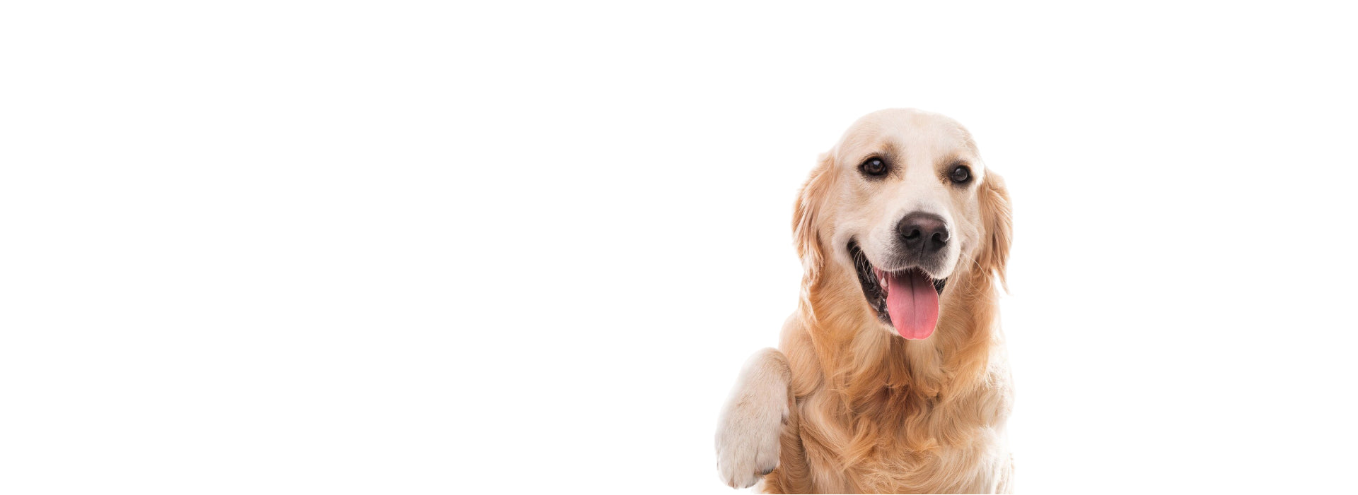 Happy golden retriever on a white background