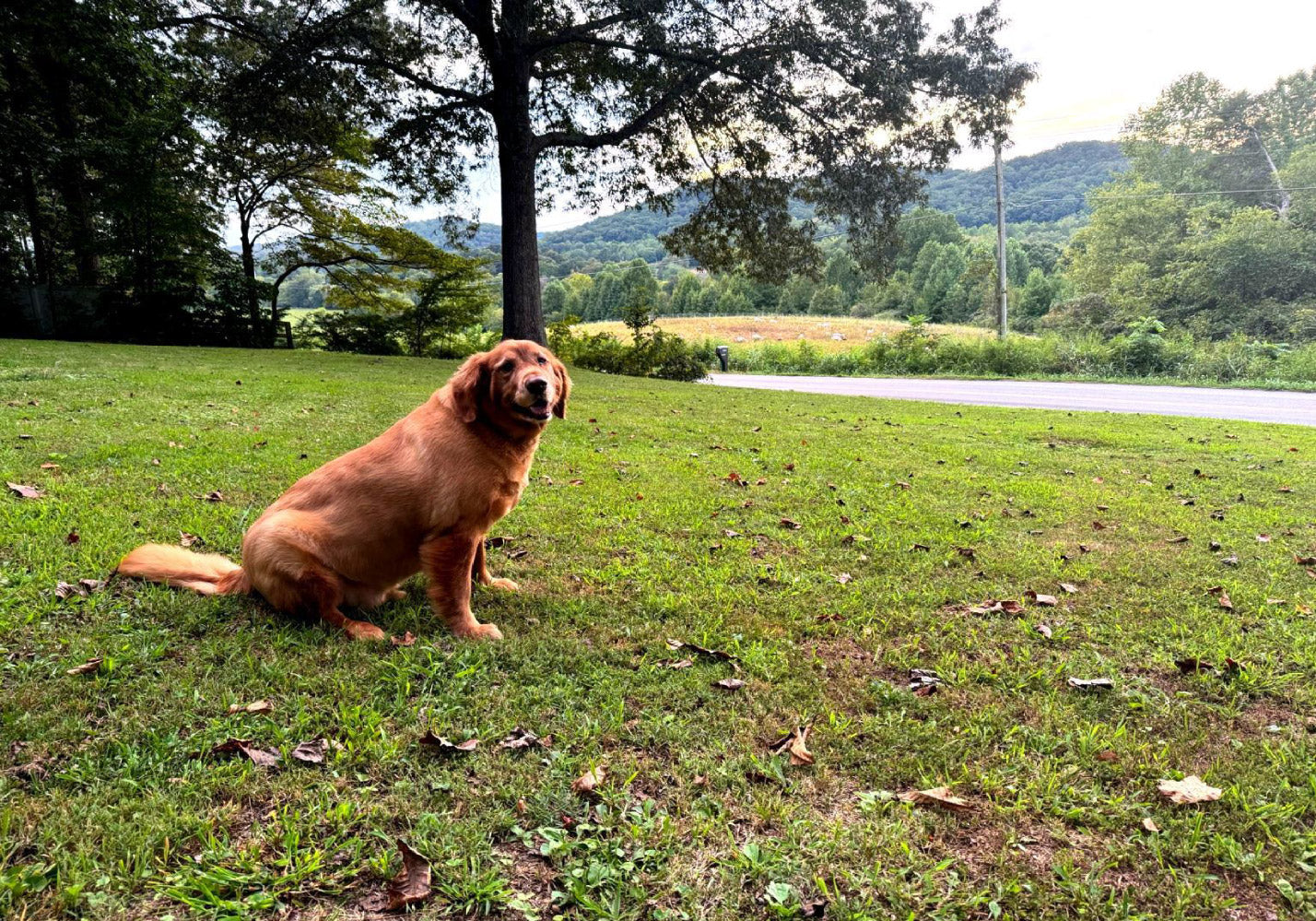 Golden Retriever Thumper sitting in a grassy Tennessee yard with trees and ridgeline in the background
