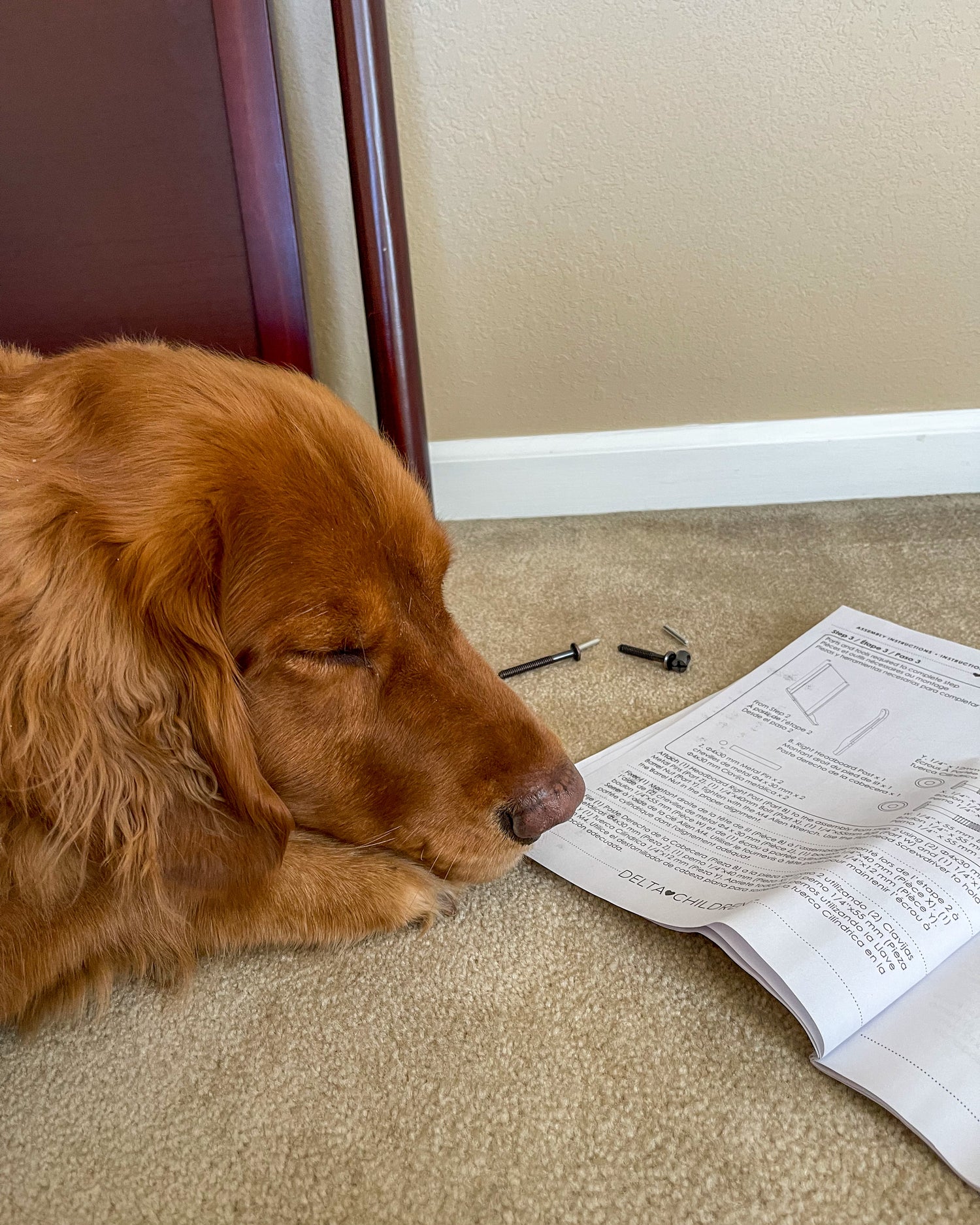 Golden retriever resting on the floor beside an instruction manual at home.